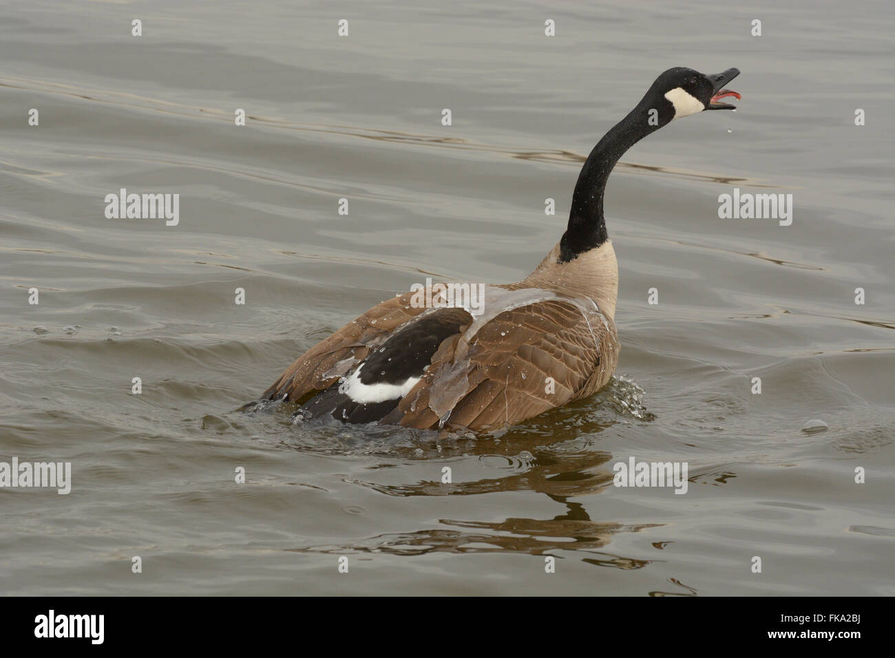 recherche canada goose recherche canada goose