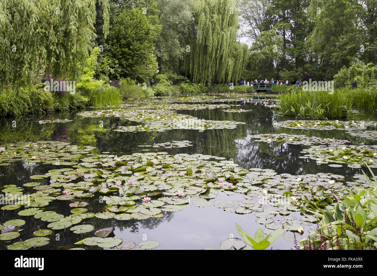 Les jardins de Monet - Nymphéas de jardin - village de Giverny - Haut Mormandia Banque D'Images