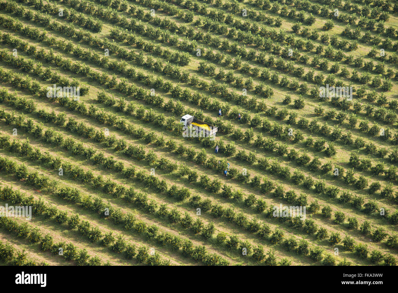 Vue aérienne de la collecte d'oranges dans le verger à la campagne Banque D'Images