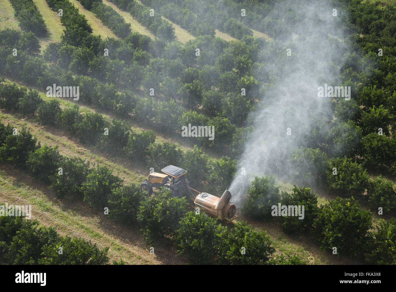 La pulvérisation aérienne d'insecticide dans les orangers dans la campagne Banque D'Images