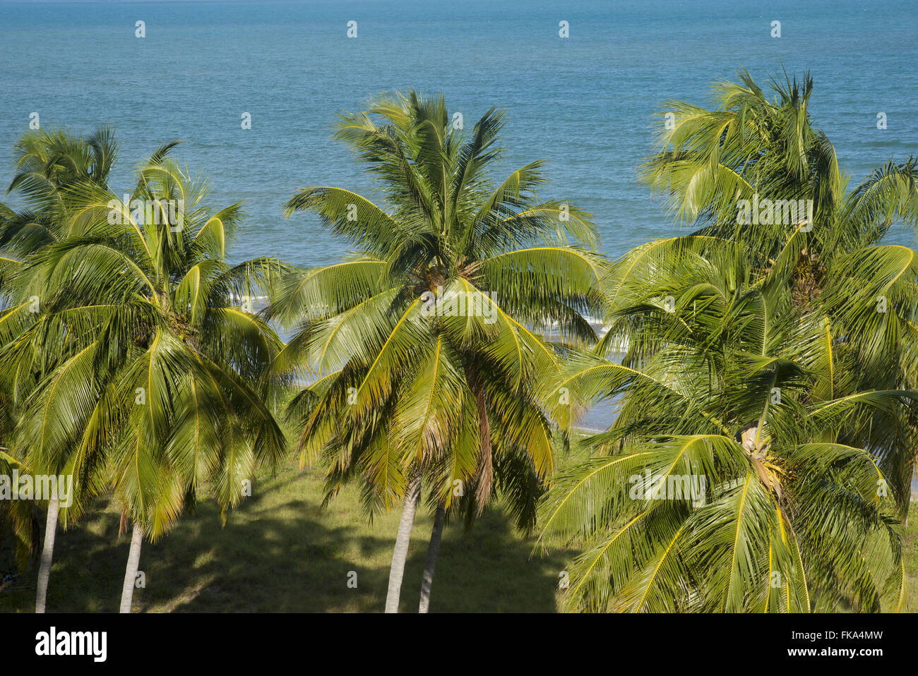 Des cocotiers sur la plage Camacho Banque D'Images