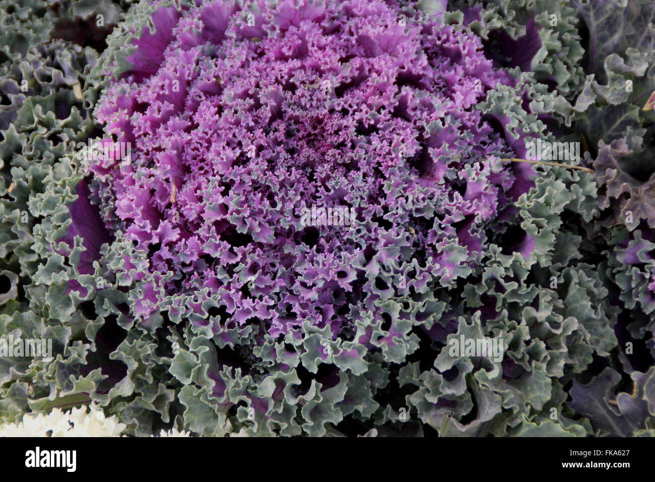 Chou d'ornement, Brassica oleracea var. sabellica, ornementales herbe avec fermer tête de feuilles de couleurs différentes, la marge bouclés Banque D'Images