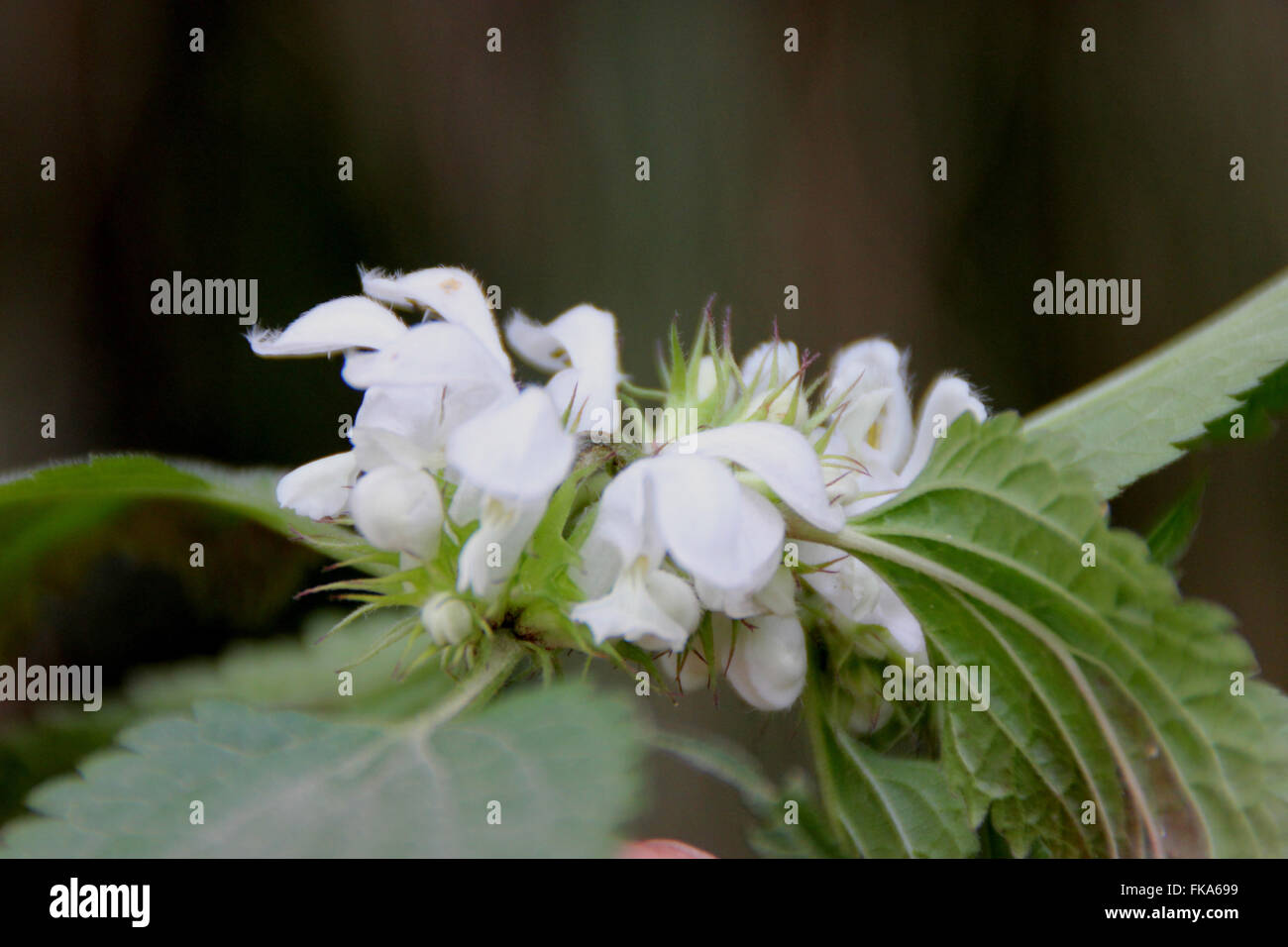 Ortie blanche Lamium album, plante herbacée vivace, avec 4 tiges à angle, doucement les feuilles velues dentées et blanc fl Banque D'Images