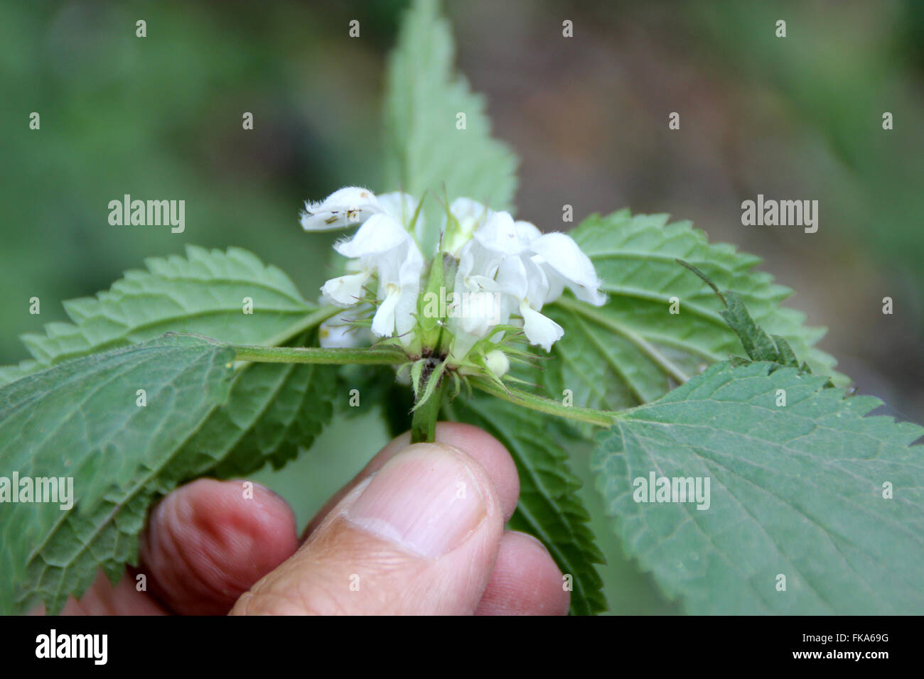 Ortie blanche Lamium album, plante herbacée vivace, avec 4 tiges à angle, doucement les feuilles velues dentées et blanc fl Banque D'Images