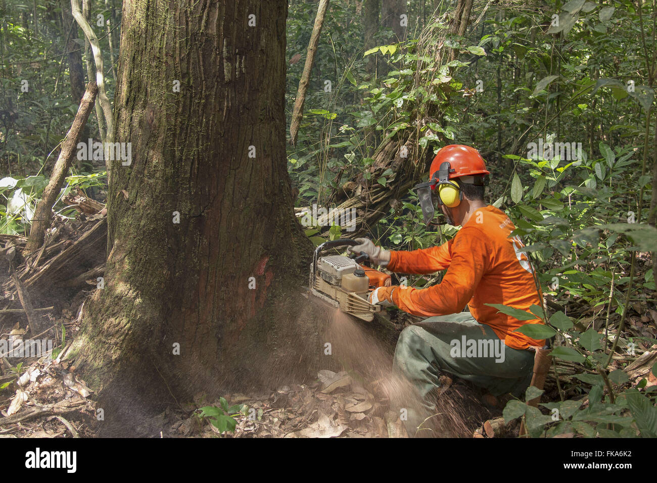 Opérateur de scie à chaîne arbre coupe Garapa Banque D'Images