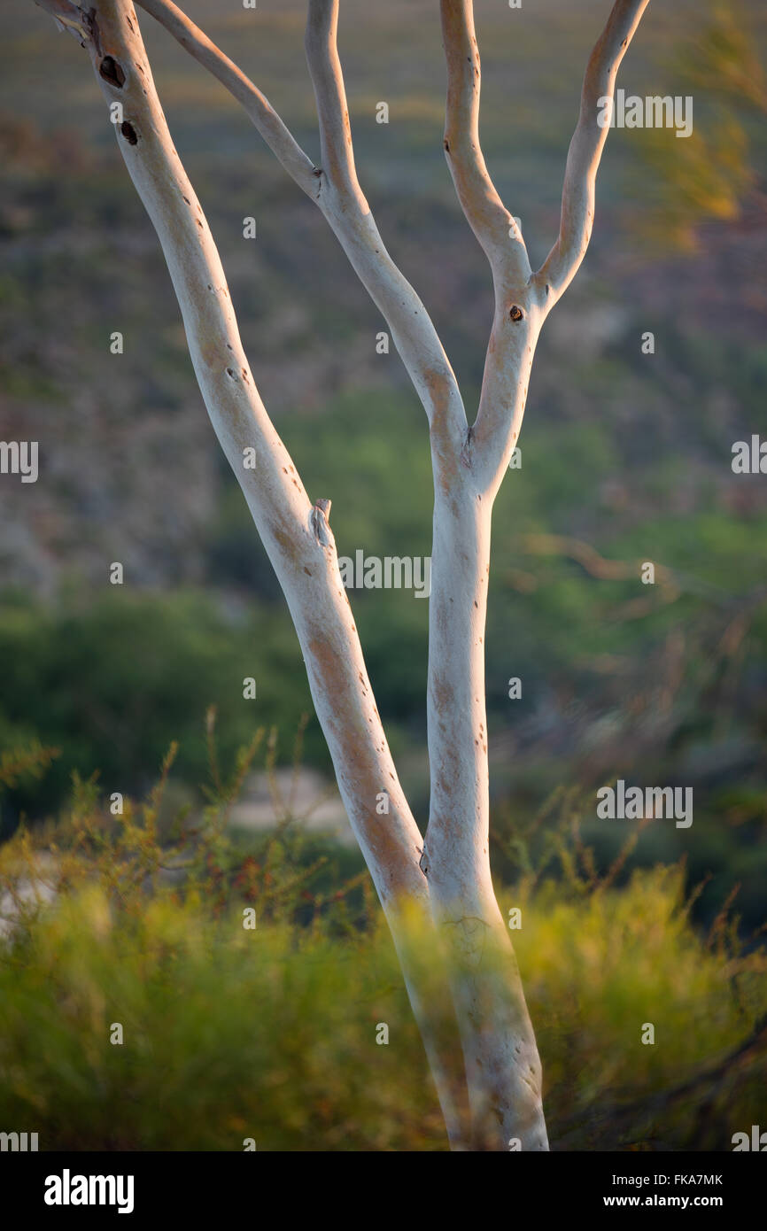 La première lumière sur le bush à Ross Graham Lookout, Murchison River Gorge, le Parc National de Kalbarri, Australie occidentale Banque D'Images