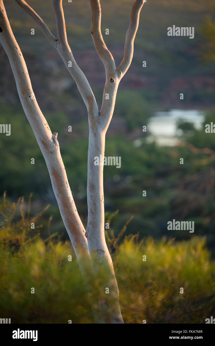 La première lumière sur le bush à Ross Graham Lookout, Murchison River Gorge, le Parc National de Kalbarri, Australie occidentale Banque D'Images