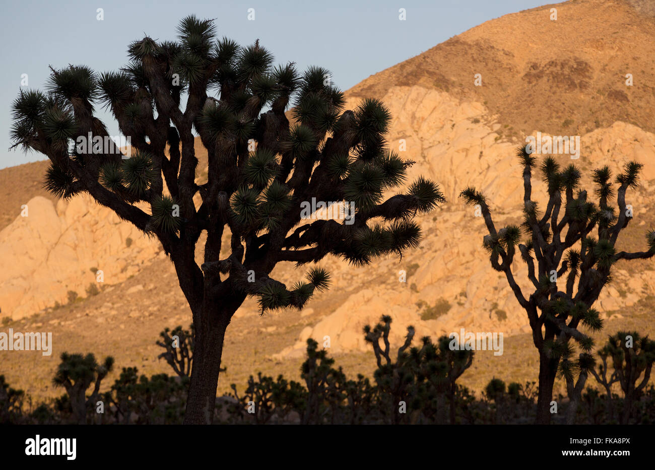 Le parc national Joshua Tree, California, USA Banque D'Images