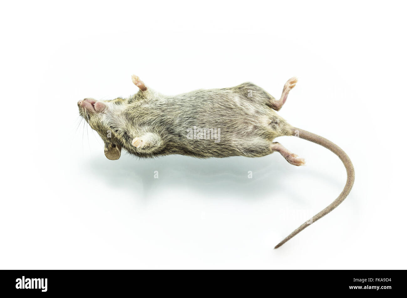 Rat mort et odeurs : que faire ?, EDN
