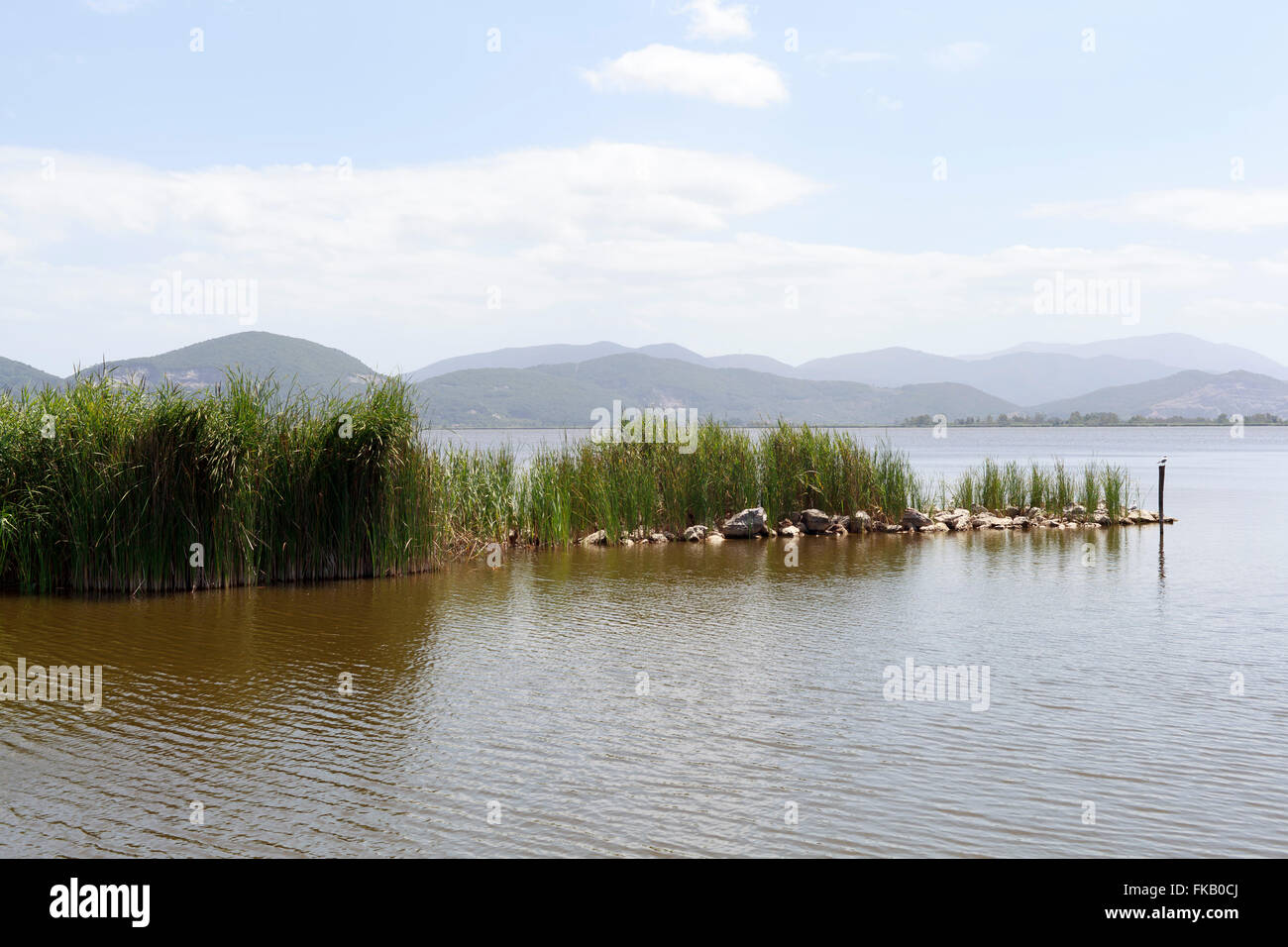 TORRE DEL LAGO/Italie, Toscane, près de la maison de Puccini : buissons de roseaux. lac calme. Collines au loin Banque D'Images