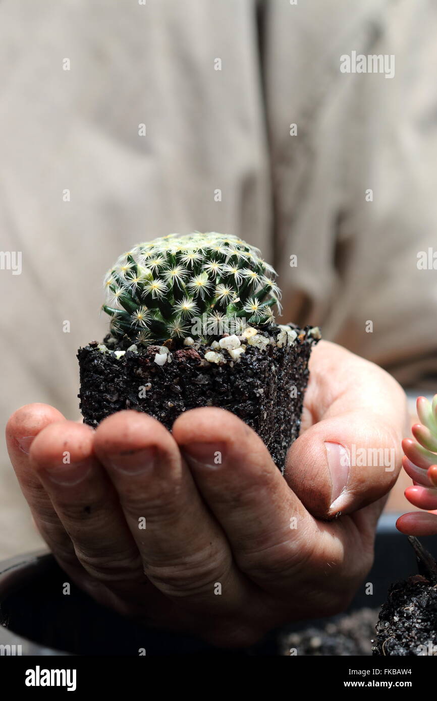 Mammillaria schiedeana ssp. giselae Banque D'Images
