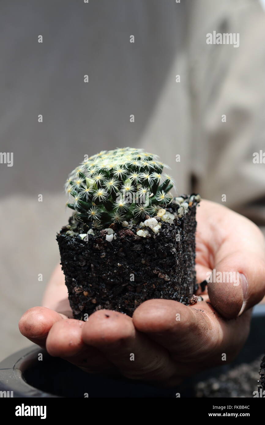 Mammillaria schiedeana ssp. giselae Banque D'Images