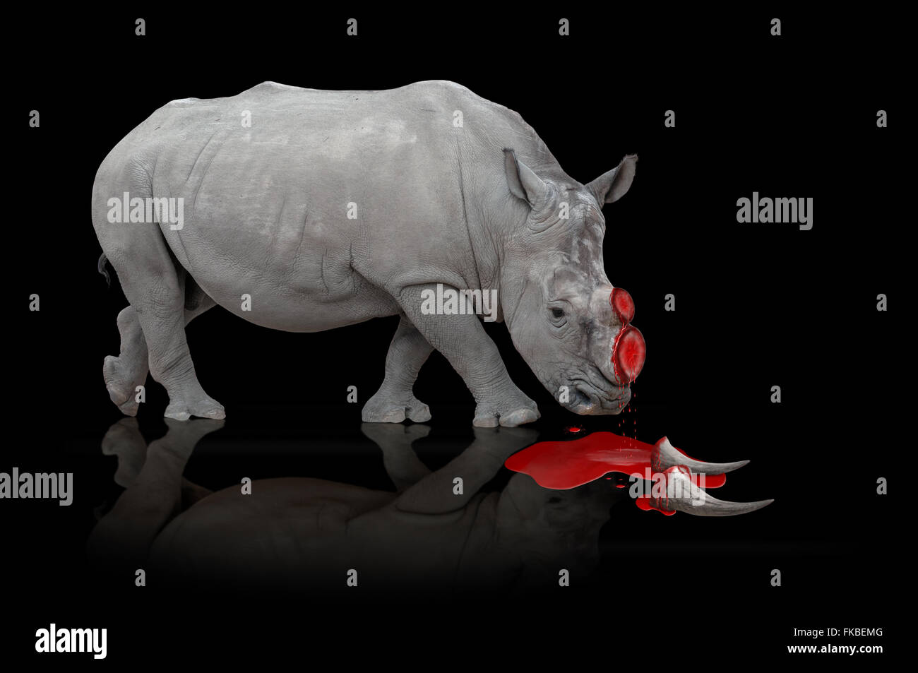 La rédaction d'un rhinocéros de saignement avec cut horns Banque D'Images