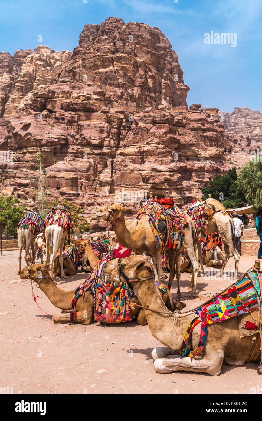 Chameaux avec des couvertures colorées dans les ruines de Pétra, Royaume hachémite de Jordanie, Moyen-Orient. Banque D'Images