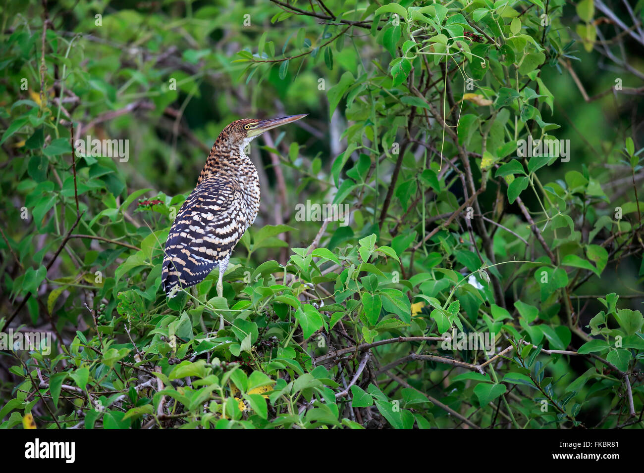 Rufescent Tiger Heron, jeune sur arbre, Pantanal, Mato Grosso, Brésil, Amérique du Sud / (Tigrisoma lineatum) Banque D'Images