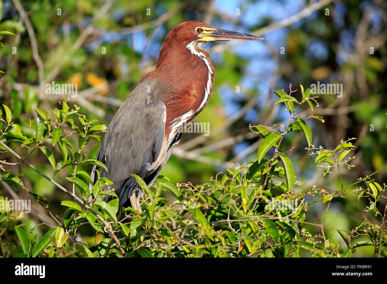 Rufescent Tiger Heron, des profils sur l'arbre, Pantanal, Mato Grosso, Brésil, Amérique du Sud / (Tigrisoma lineatum) Banque D'Images