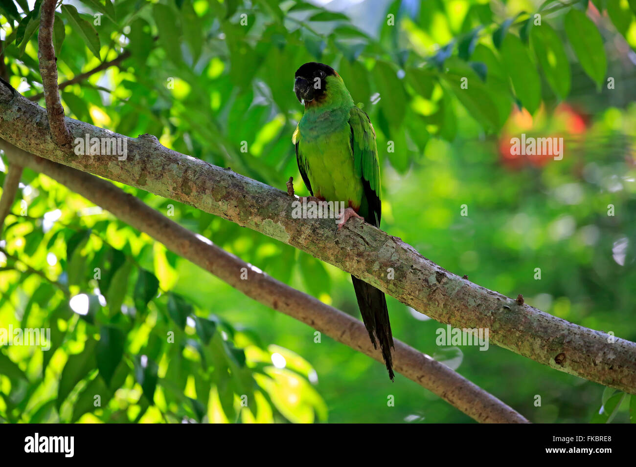 Conure à Black-Hooded sur adultes, arbre, Pantanal, Mato Grosso, Brésil, Amérique du Sud / (Nandayus nenday) Banque D'Images