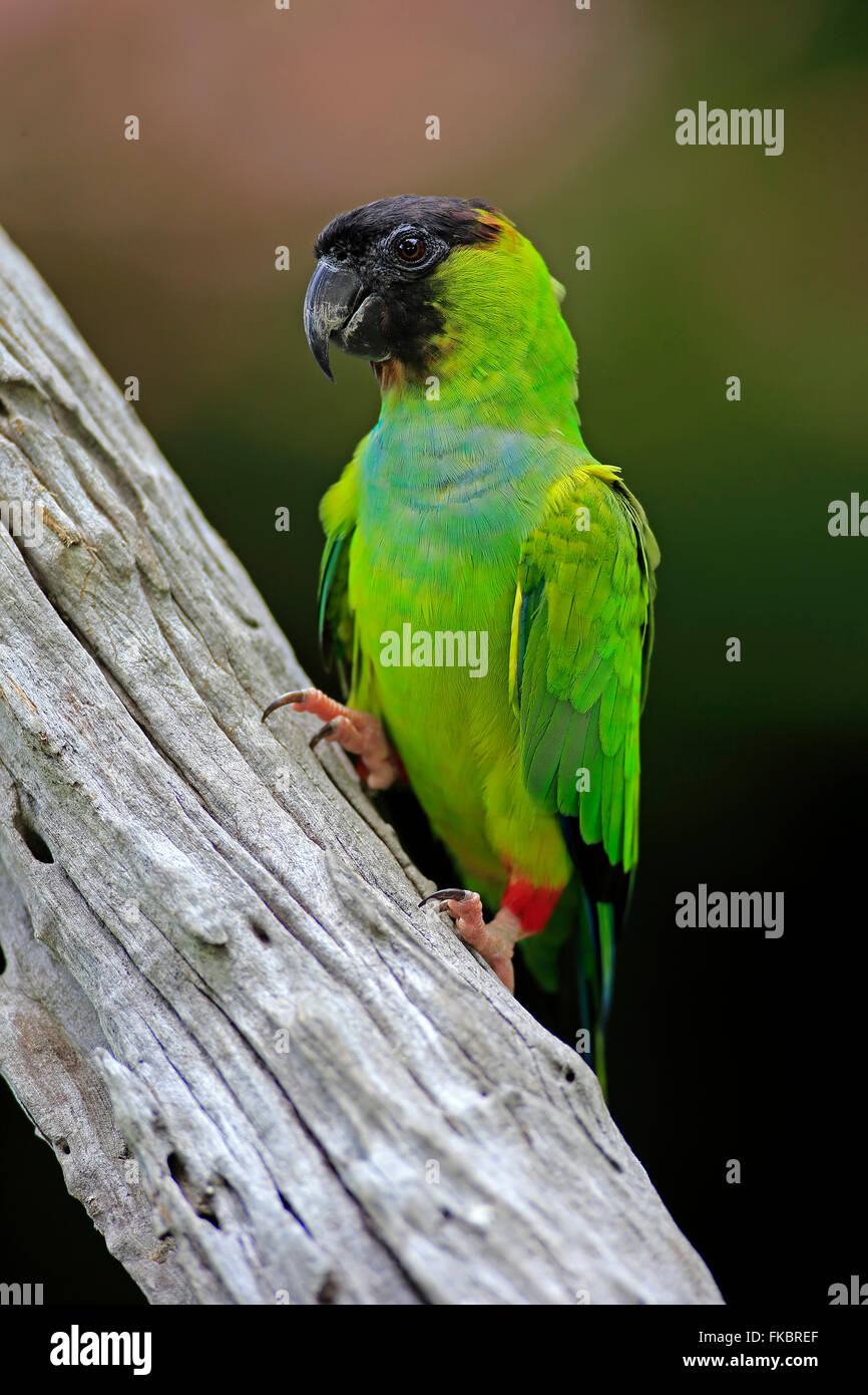 Conure à Black-Hooded sur adultes, arbre, Pantanal, Mato Grosso, Brésil, Amérique du Sud / (Nandayus nenday) Banque D'Images