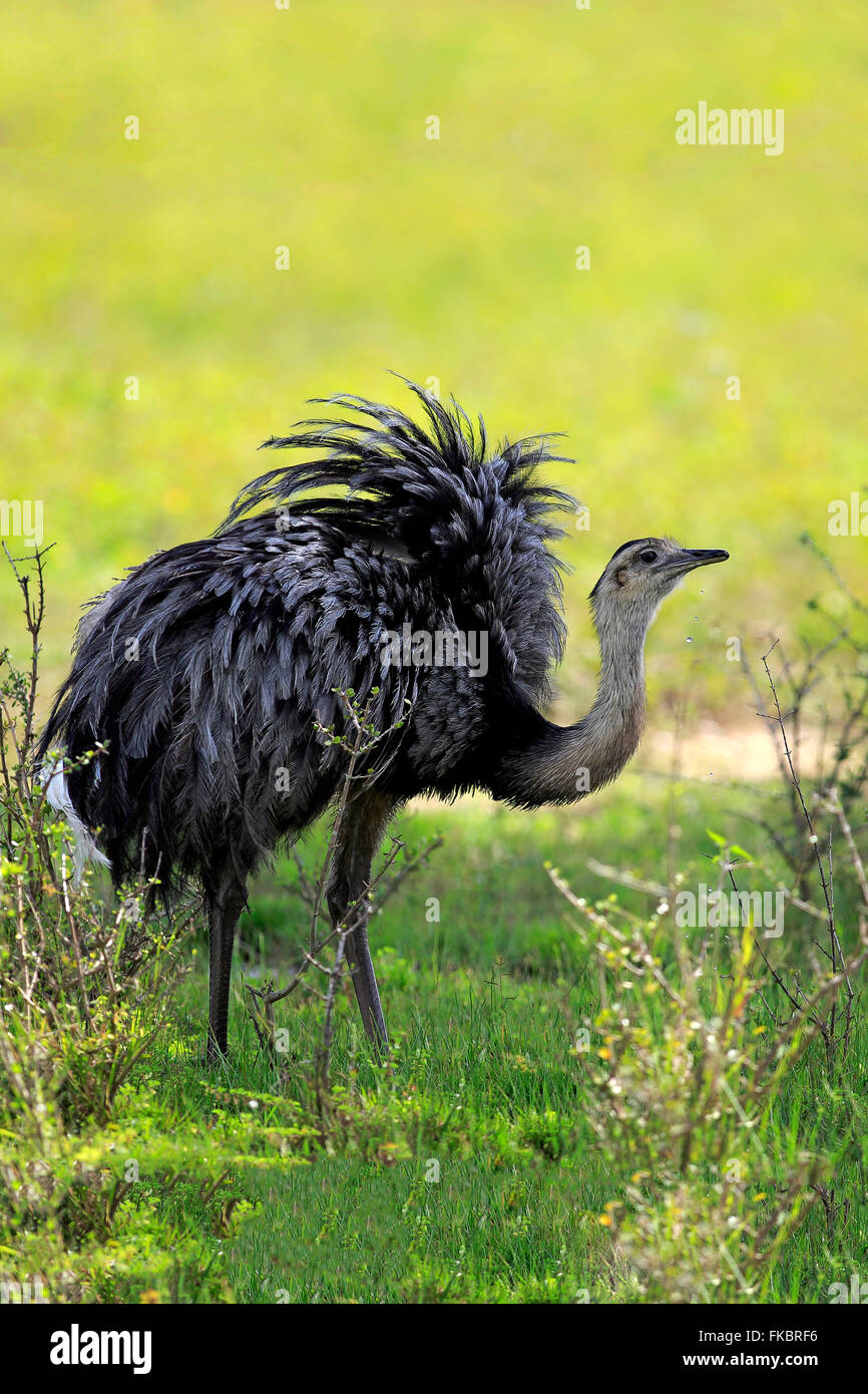 Nandou d'Amérique, hot, Pantanal, Mato Grosso, Brésil, Amérique du Sud / (Rhea americana) Banque D'Images