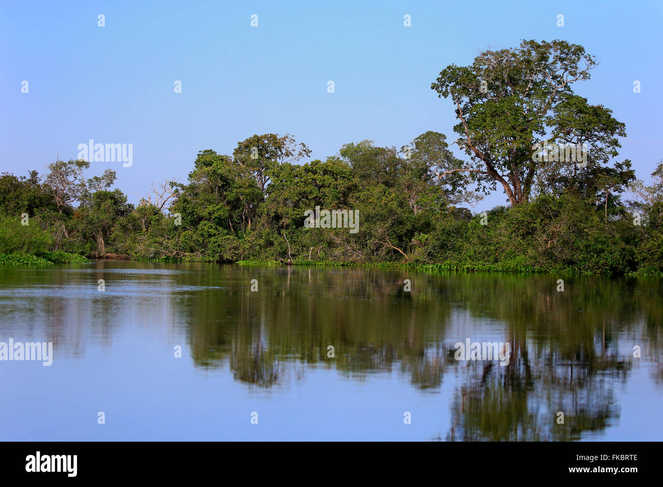 Rio Claro Pantanal, rivière, les paysages le long de la rivière, Pantanal, Mato Grosso, Brésil, Amérique du Sud Banque D'Images
