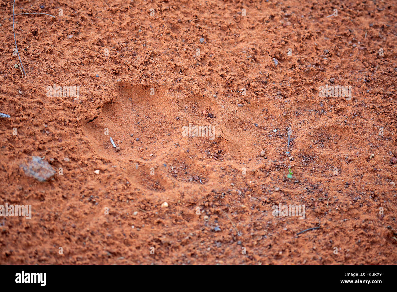 Lion, piste, Kuruman, Kalahari, Northern Cape, Afrique du Sud, Afrique / (Panthera leo) Banque D'Images