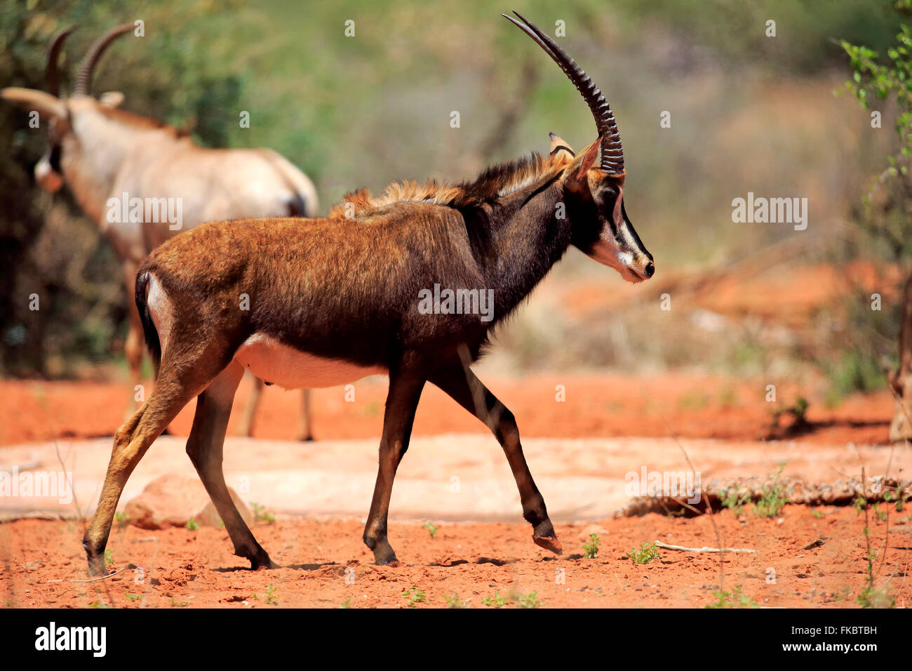 Hippotrague noir, mâle adulte, Kuruman, Kalahari, Northern Cape, Afrique du Sud, Afrique / (Hippotragus niger) Banque D'Images
