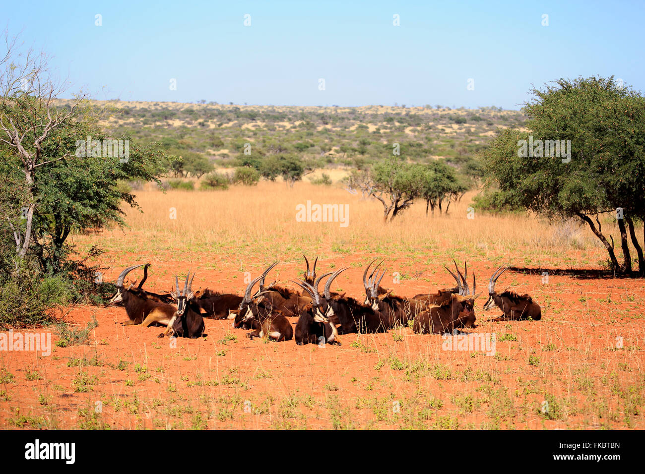 Hippotrague, groupe d'adultes se reposer, Kuruman, Kalahari, Northern Cape, Afrique du Sud, Afrique / (Hippotragus niger) Banque D'Images