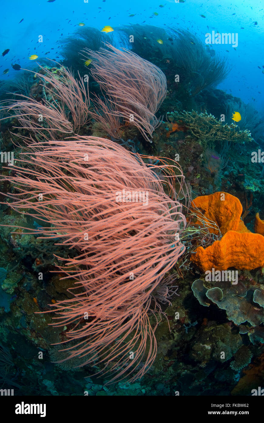 Red sea whips, Ellisella sp. à l'oreille d'orange vif, éponge Agelas clathrodes dans le récif Banque D'Images