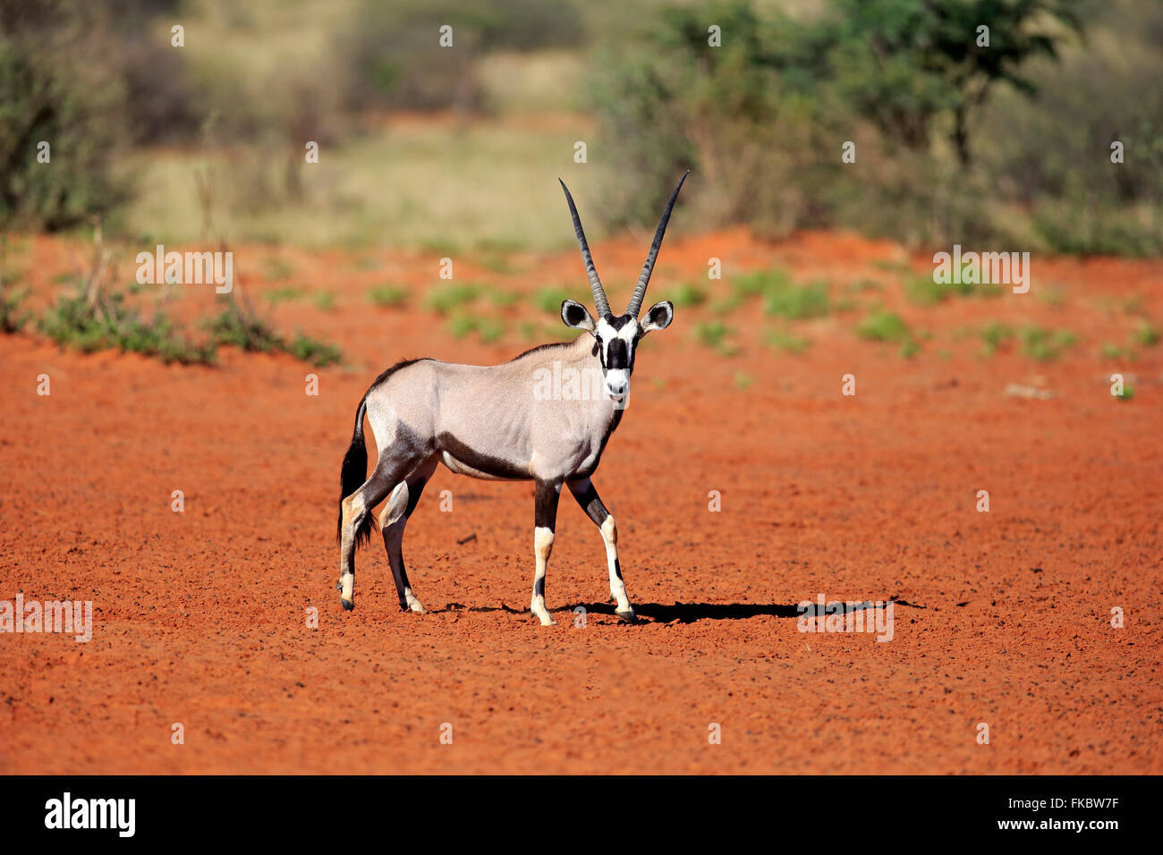 Gemsbok, Oryx, Gemsbuck, adulte, Kuruman, Kalahari, Northern Cape, Afrique du Sud, Afrique / (Oryx gazella) Banque D'Images