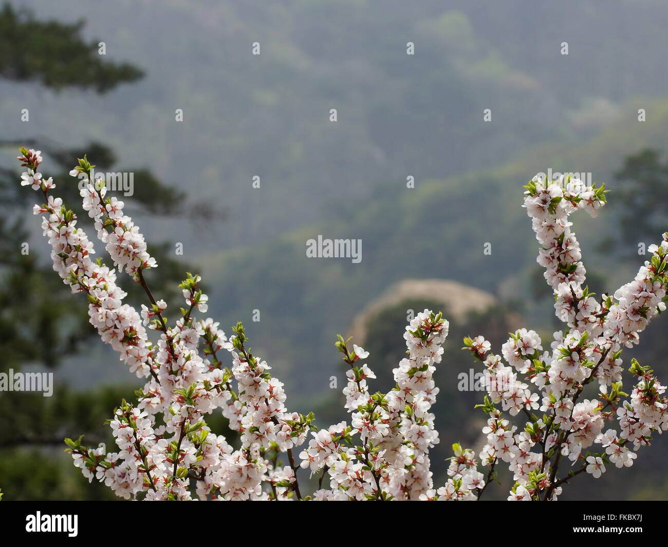 Le printemps en Chine. Sakura sauvages dans les montagnes. Parc national de Qianshan, Anshan, province de Liaoning, Chine Banque D'Images