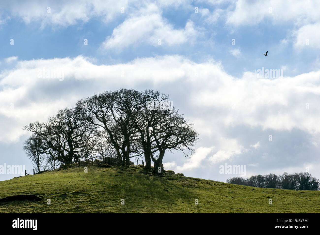 Plus de mouches Buzzard copse à lustleigh cleave devon,Clapham, lustleigh, meadow, agriculture, ferme, village, dartmoor nat Banque D'Images