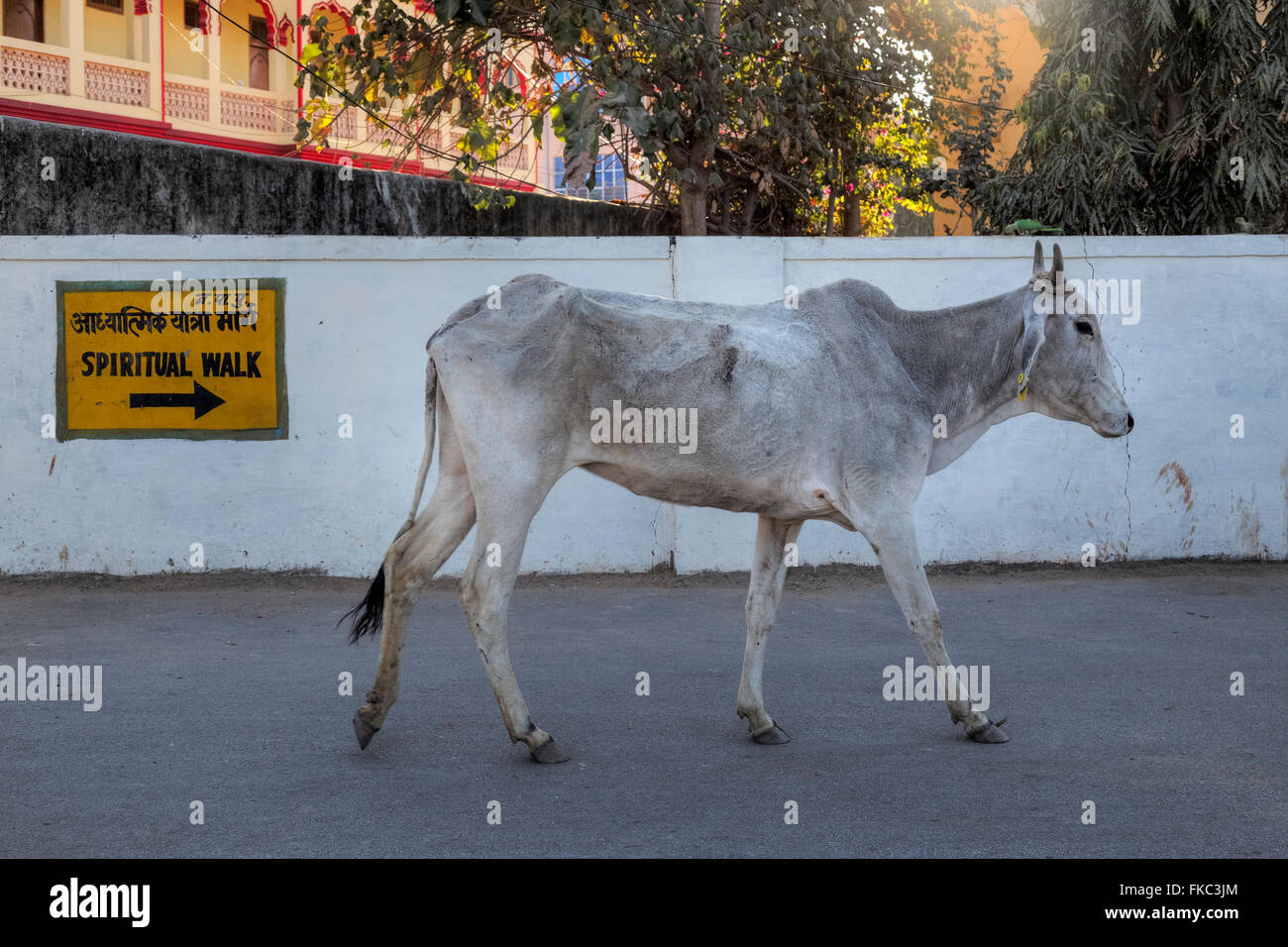 Holy Cow dans les rues de Pushkar, Ajmer, Rajasthan, Inde, Asie Banque D'Images