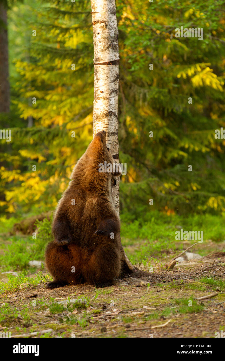 Ours brun se gratter le dos à un arbre, Finlande Banque D'Images