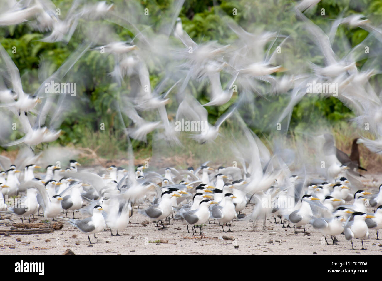 Un troupeau de la sterne huppée (Sterna bergii) dans l'Îlot des oiseaux Banque D'Images