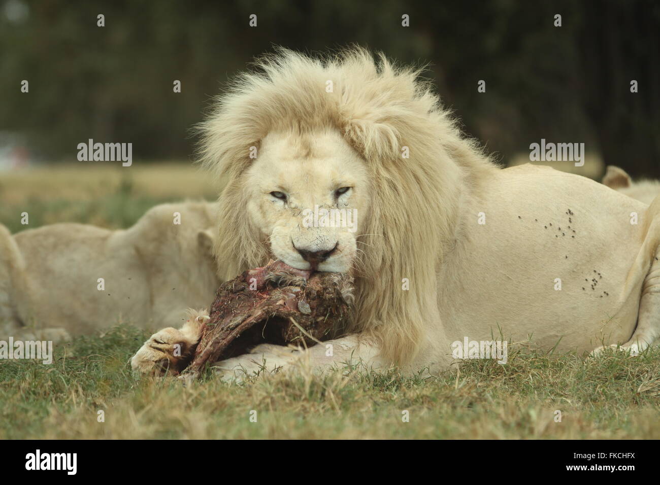 Lion mange de la viande à l'état sauvage Banque D'Images