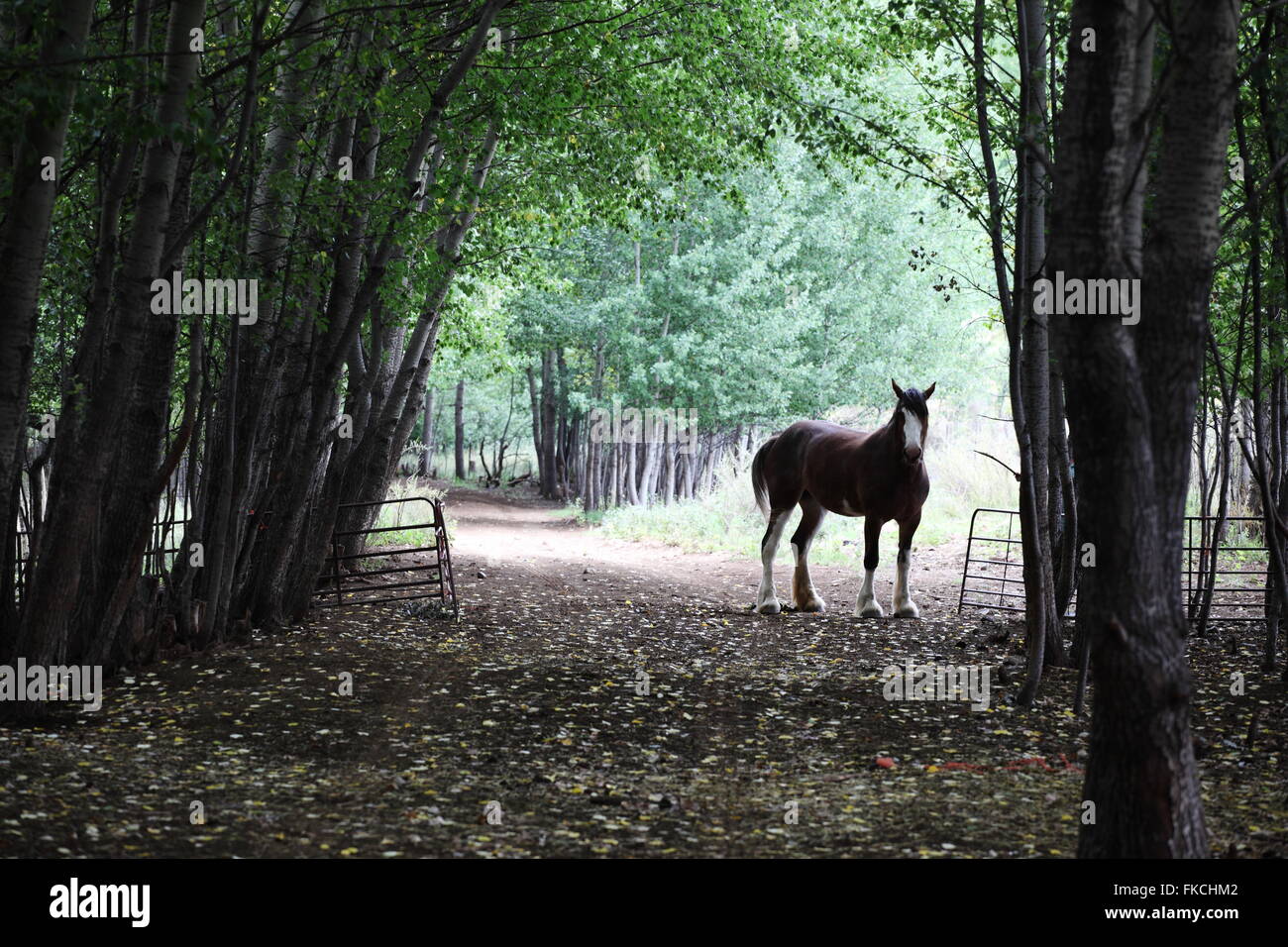 Projet de cheval en forêt de peuplier sereine et réglage de voie Banque D'Images