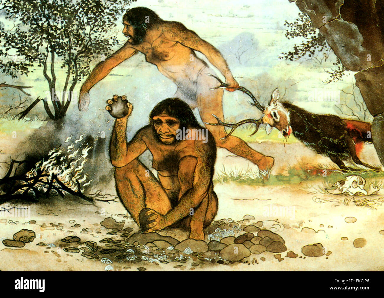 Homo erectus Plaque Livre britannique Banque D'Images