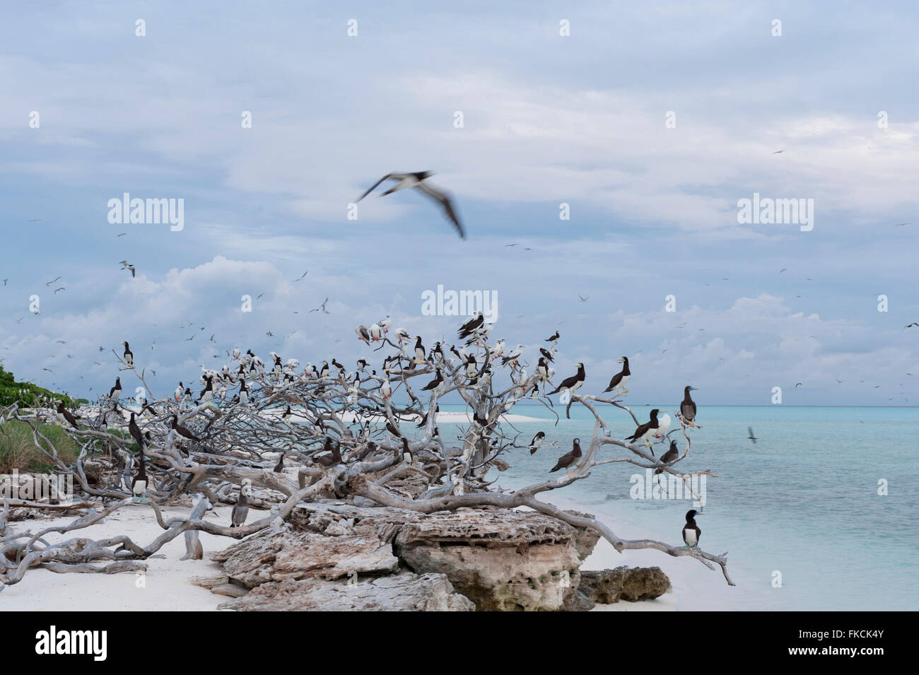 Des îlots d'oiseaux où récifs de Tubbataha un assortiment d'oiseaux marins nichent et se percher comme des Fous bruns (Sula leucogaster), red-footed b Banque D'Images