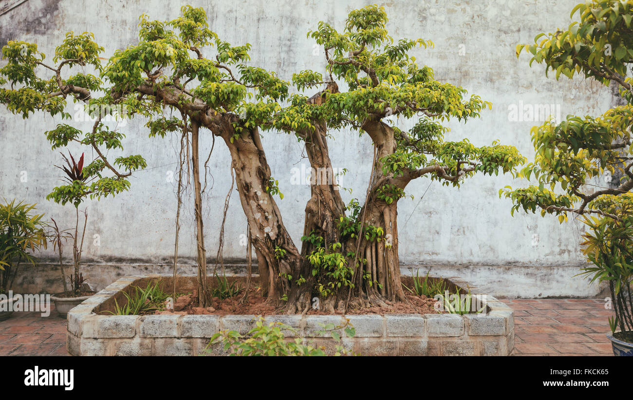 Jardin tropical de l'Asie, Ninh Binh, Vietnam Banque D'Images