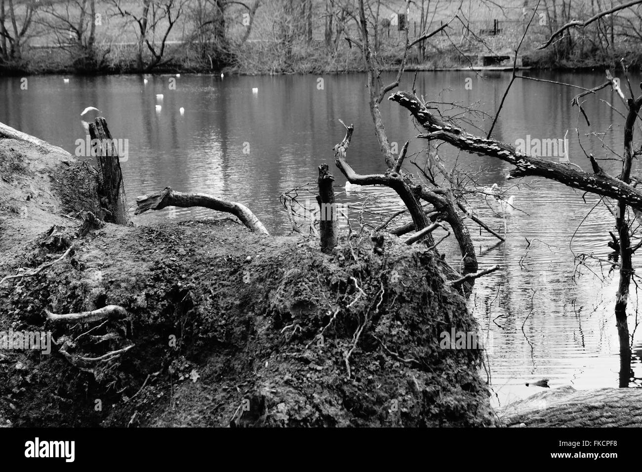 Arbre tombé sur un seul, toujours lake Banque D'Images