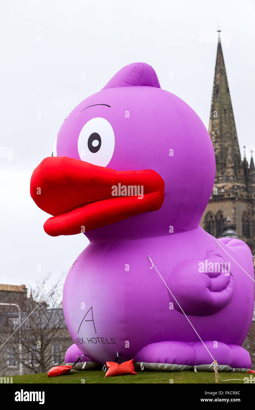 Tayside, Dundee, Écosse, Royaume-Uni, le 8 mars 2016 : Apex Hotel lance un canard violet géant à Dundee dans le cadre du meilleur événement visages de canard pour une chance de gagner un séjour dans les hôtels à l'Apex. Cette célébration Mars Apex City Quay son 13e anniversaire ! Ils donnent à des prix tout au long du mois, y compris les soins de spa, des repas et des nuitées. Credit : Dundee Photographics / Alamy Live News Banque D'Images