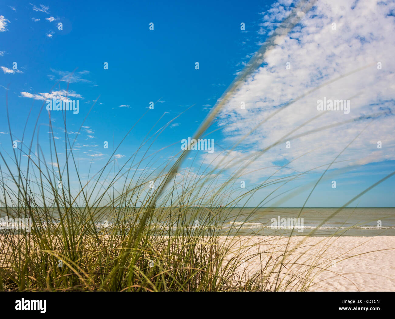 L'herbe pousse sur la plage et la mer Banque D'Images