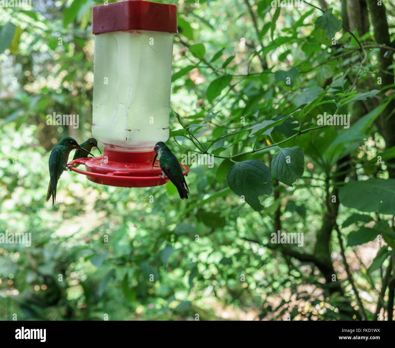 Green-couronné colibris (Heliodoxa jacula brillant) perching on mangeoire dans une forêt, Costa Rica Banque D'Images