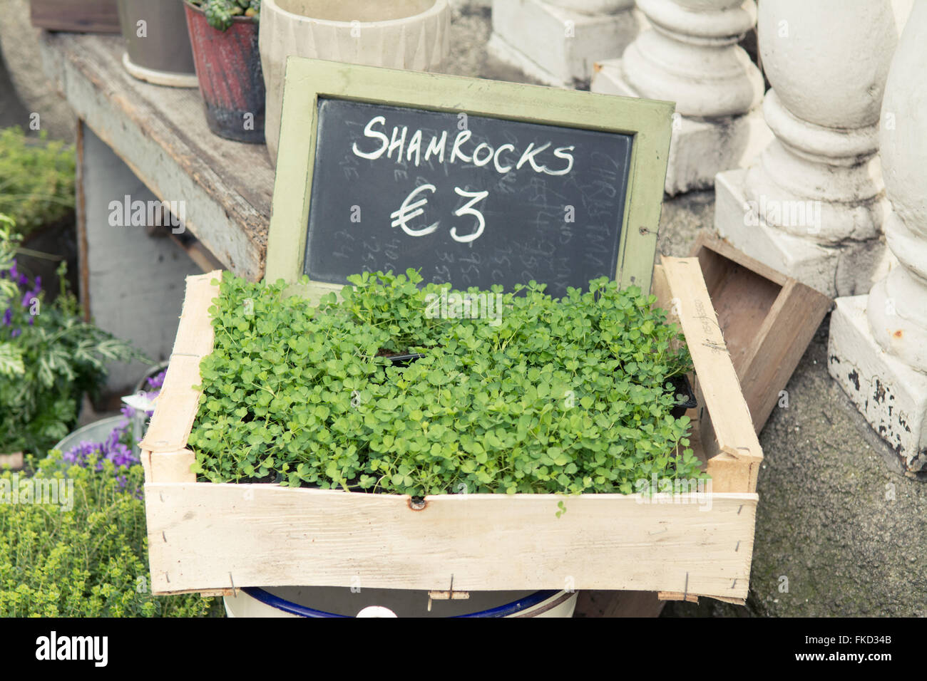 Shamrock à vendre Banque D'Images