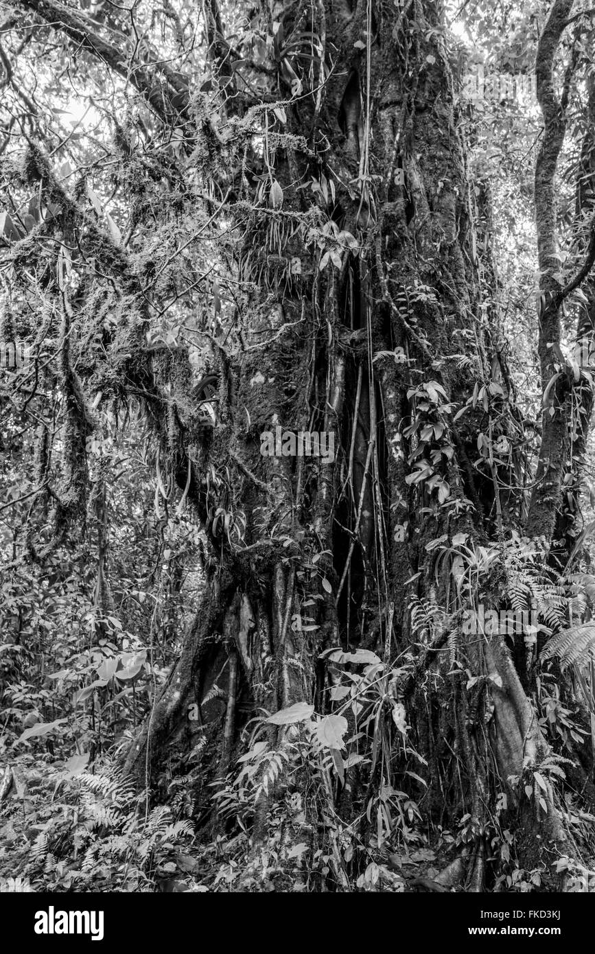 Vieil arbre dans une forêt, Costa Rica Banque D'Images