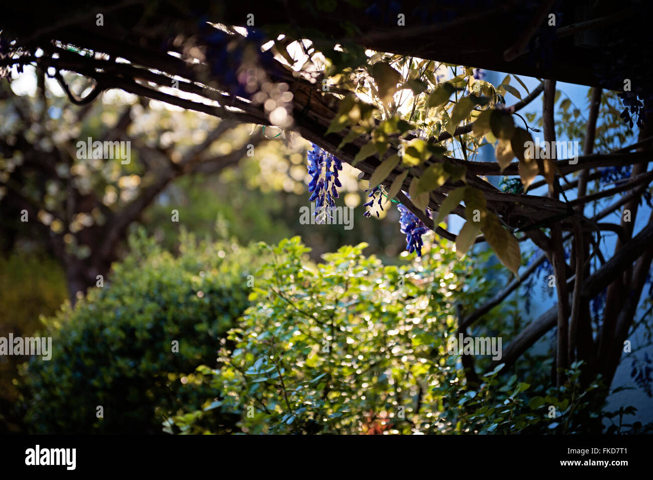 Fleur de vigne et de glycine rétroéclairé Banque D'Images