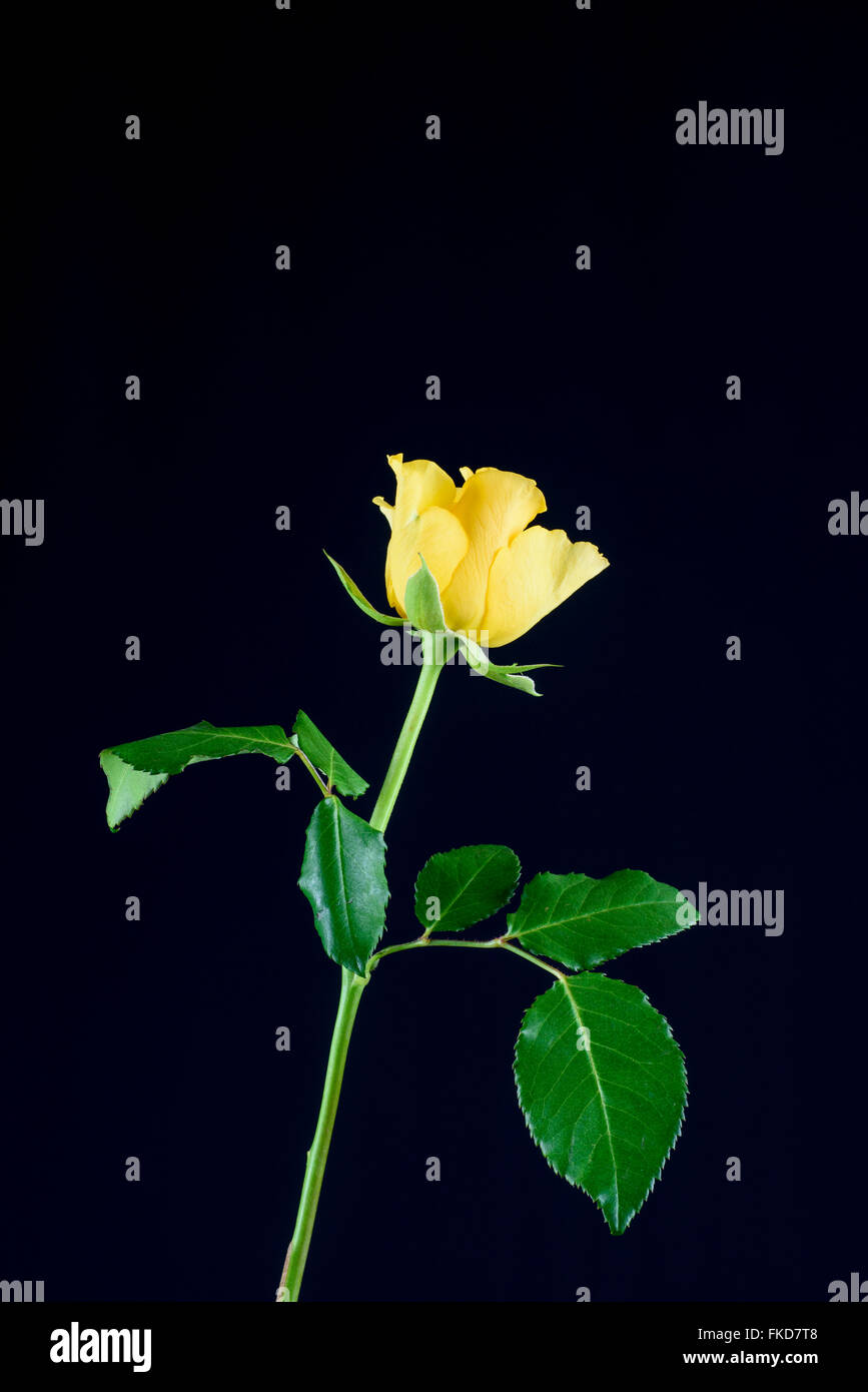 Rose jaune sur fond noir Banque D'Images