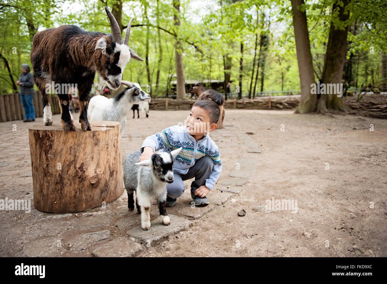 Enfant avec des chèvres au zoo pour enfants à Munich Banque D'Images