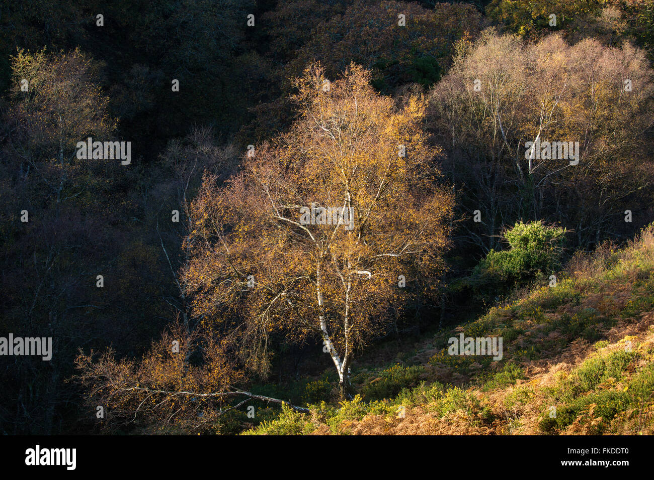 Couleurs d'automne en Aller Combe, Dunkery Beacon, Parc National d'Exmoor, Somerset, England, UK Banque D'Images