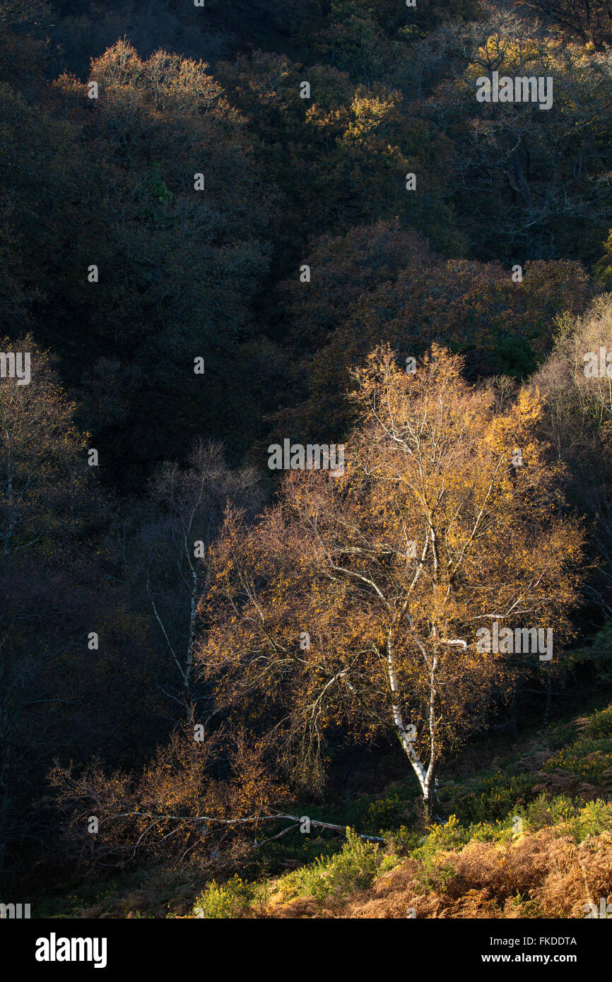 Couleurs d'automne en Aller Combe, Dunkery Beacon, Parc National d'Exmoor, Somerset, England, UK Banque D'Images